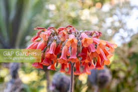 Image result for Bryophyllum tubiflorum