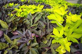 Image result for Ipomoea batatas pots