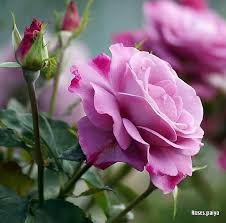 Maybe you would like to learn more about one of these? Gorgeous Flowers Nature Posts Facebook