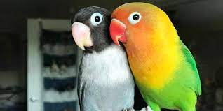Shop thousands of pet products at low prices. Does Petsmart Sell Birds Which Birds And Costs