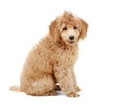 We did not find results for: Do Poodles Have To Get Haircuts