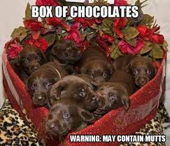 Found On Humortrain Com Via Tumblr Chocolate Lab Puppies Cute Puppies Cute Animals For some, this means chocolate, flowers, and teddy bears or bust.