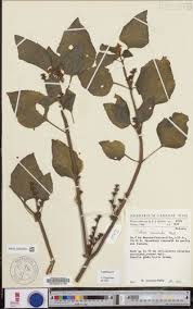 Image result for Calvoa orientalis