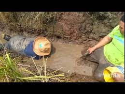 Selain itu beliau juga bisa meminimalisir serangan hama wereng yang selama ini menjadi momok tersendiri bagi petani padi pada umumnya. Zul Tangkap Ikan Dalam Sawah Youtube