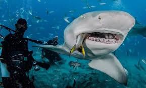 Colony Fishing Adli Kullanicinin Megalodon Buyuk Beyaz Ve Diger Kopekbaliklari Great White Shark And Others Panosundaki Pin Megalodon