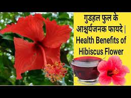 Health Benefits Of Hibiscus Flower In Hindi Youtube Hibiscus Tea Benefits Hibiscus Hibiscus Flower Meaning