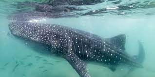 Sedangkan rantai makanan di laut contohnya rantai makanan yang terjadi di laut, sungai, kolam, rawa dan rantai makanan di pantai. Mengenal Rantai Makanan Di Laut Beserta Penjelasannya Menarik Untuk Dipelajari Merdeka Com
