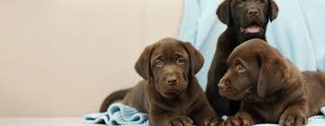 All puppies $2,000 more photos on website.tlclabradorretrieverpuppies he is now 8 weeks old and ready for new home 07/02/2021 all pedigree and ofa, dna, eic testing on both parents see pedigree and testing on our webstite. Home Tlc Labrador Retrievers Labrador Retriever Puppies Ocala