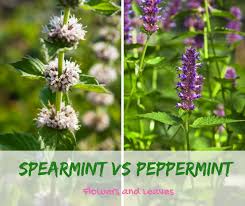 Peppermint Flowers And Leaves Vs Spearmint Leaves And Flowers In 2020 Types Of Mint Plants Mint Plants Peppermint Plants