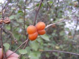 Image result for Grewia glandulosa