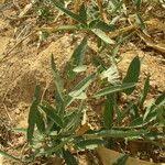 Image result for Maerua buxifolia