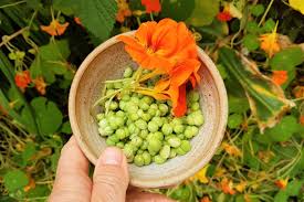 Image result for Nasturtium