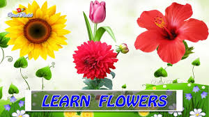 Flowers name list in english. Flower Names For Kids In English Kids Educational Videos Learn Flower Names For Toddlers Babies Youtube