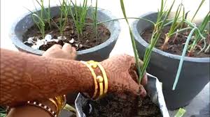 tulasi plant growing tips tulsi plant care tulasi plant growing in telugu tulasi mokka ela penchali youtube tulasi plant growing tips tulsi plant