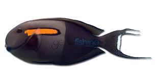 Orangeblotch Surgeonfish Get Fishing