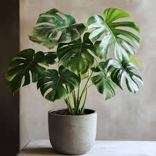 Image result for Monstera