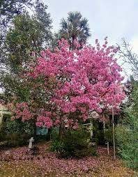 Image result for Handroanthus sp. near impetiginosus
