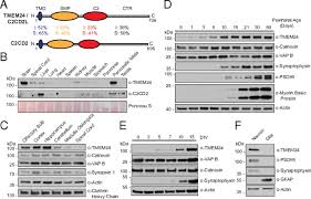 Explore the latest videos from hashtags: Lipid Transporter Tmem24 C2cd2l Is A Ca2 Regulated Component Of Er Plasma Membrane Contacts In Mammalian Neurons Pnas