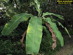 Image result for Musa acuminata
