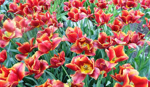 Check spelling or type a new query. 419 Thailand Most Beautiful Flowers Garden Thailand Photos Free Royalty Free Stock Photos From Dreamstime