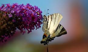 Image result for Komule střídavolisté