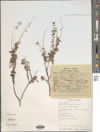 Image result for Grona adscendens