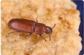 Primary pests attack and breed in previously undamaged cereal grains and pulses. Primary And Secondary Storage Insects Vikaspedia