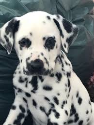 Su etsy trovi 2,232 dalmatian puppies in vendita, e costano in media € 9,43. Dalmatian Puppies For Sale Dallas Tx 265135 Petzlover