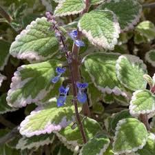 Image result for Coleus thyrsoideus