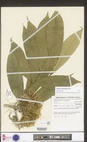 Image result for Ritchiea capparoides