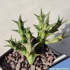 Image result for Orbea dummeri