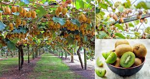 Hardy varieties are the most likely to fruit in the uk. Do Kiwis Grow On Trees Where Are Kiwis Grown Balcony Garden Web
