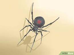 How To Get Rid Of Black Widow Spiders With Pictures Wikihow