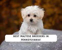 We did not find results for: 5 Best Maltese Breeders In Pennsylvania 2021 We Love Doodles