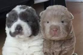 He hardly sheds most of the year, but when he does he goes all out. Shar Pei Puppies For Sale Solihull West Midlands Pets4homes