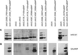 Image result for White 1997 AAV