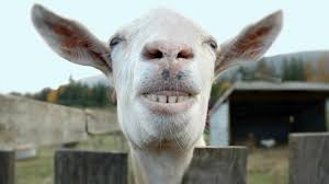 99 of the funniest pictures on the internet. Wacky Weekend Funny Animal Faces