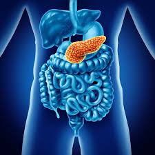 Image result for pancreas)