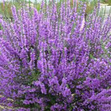 Sage plants are multipurpose powerhouses with attractive foliage and pretty blooms in summer. Sage Purple 1 Plant Garden Kitchen Herb For Cooking Plants From Gardeners Dream Uk