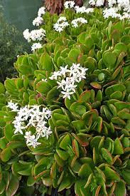 Image result for Crassula vaginata