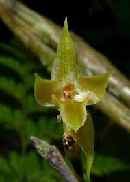 Image result for Disperis virginalis