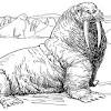 Free coloring sheets to print and download. 1