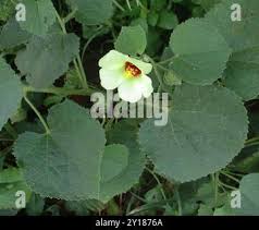 Image result for Pavonia senegalensis