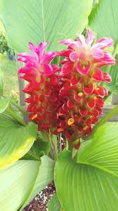 Image result for Adenia lewallei