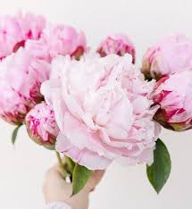 Check spelling or type a new query. Scopri 4 Varieta Di Peonie Blog Colvin