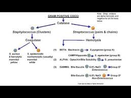 Image result for Group D Streptococcus