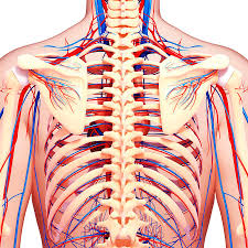 Upper body muscles labeled anatomy of upper torso diagram body muscles defenderauto info find the perfect anatomy female torso stock photo. Upper Body Anatomy Photograph By Pixologicstudio Science Photo Library