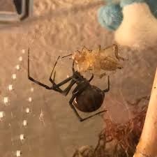 The only other spider in north america that poses a medical danger to humans is the brown recluse. My Pet Black Widow Enjoying A Good Meal Spiders