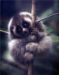 Slov Loris Guney Asya Da Yogun Bitki Ortusu Yasayan Bir Kisa Ya Da Eksik Kuyrugu Ile Kucuk Yavas Hareket Eden Gece Prim Cute Animals Animals Cute Baby Animals