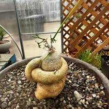 Image result for Trochomeria debilis